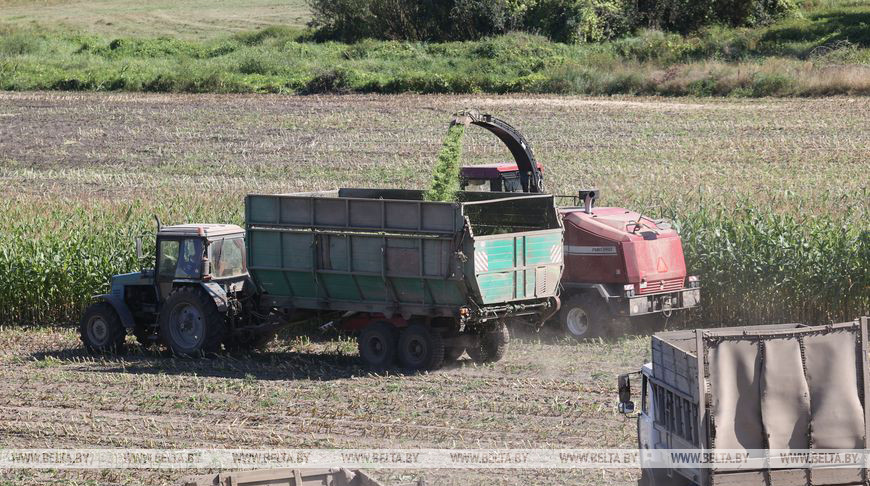 В СПК "50 лет Октября" Речицкого района заготовлено более 25 тыс. тонн кукурузного силоса