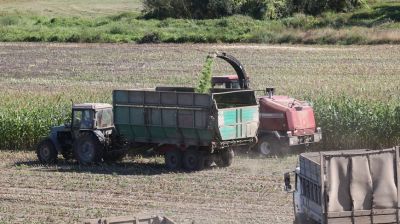 В СПК "50 лет Октября" Речицкого района заготовлено более 25 тыс. тонн кукурузного силоса