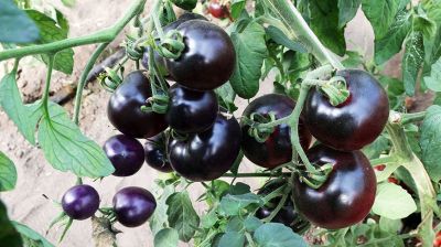 Новые гибриды томатов испытываются в БГСХА