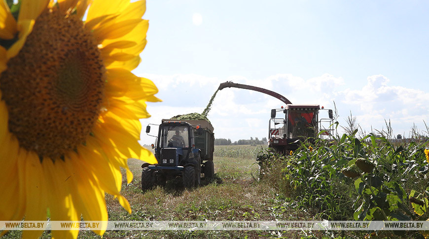 В Могилевской области аграрии экспериментируют с кукурузой и подсолнухом