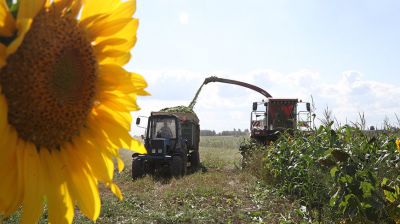 В Могилевской области аграрии экспериментируют с кукурузой и подсолнухом