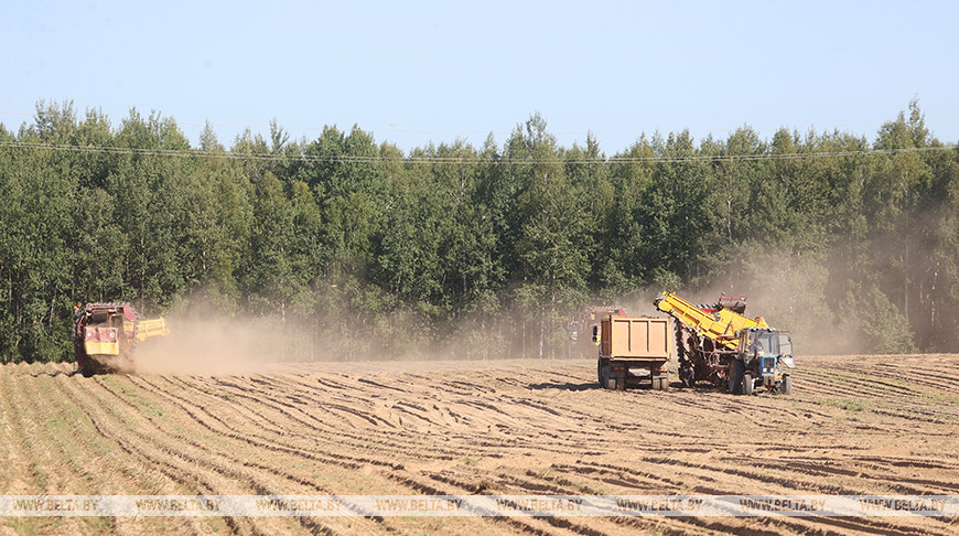 В Дзержинский районе началась уборка картофеля