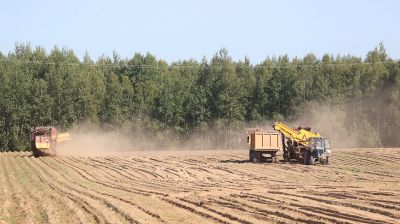 В Дзержинский районе началась уборка картофеля