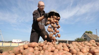 Три студотряда приступили к уборке картофеля в Ивьевском районе