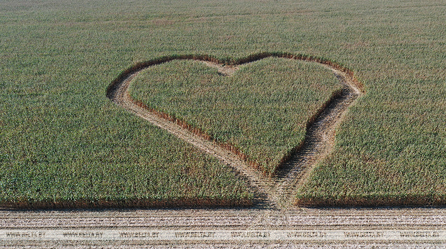 Комбайнеры выкосили на кукурузном поле в Дятловском районе стометровое сердце