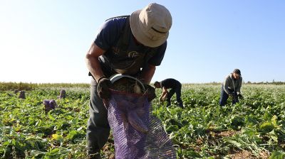 Сезонные рабочие трудятся на уборке урожая в Смолевичском районе