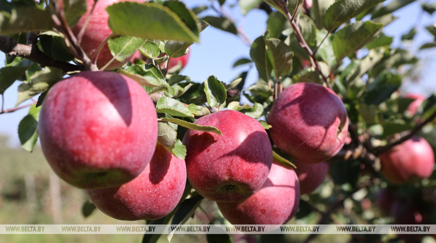 В Молодечненском районе идет сбор урожая яблок