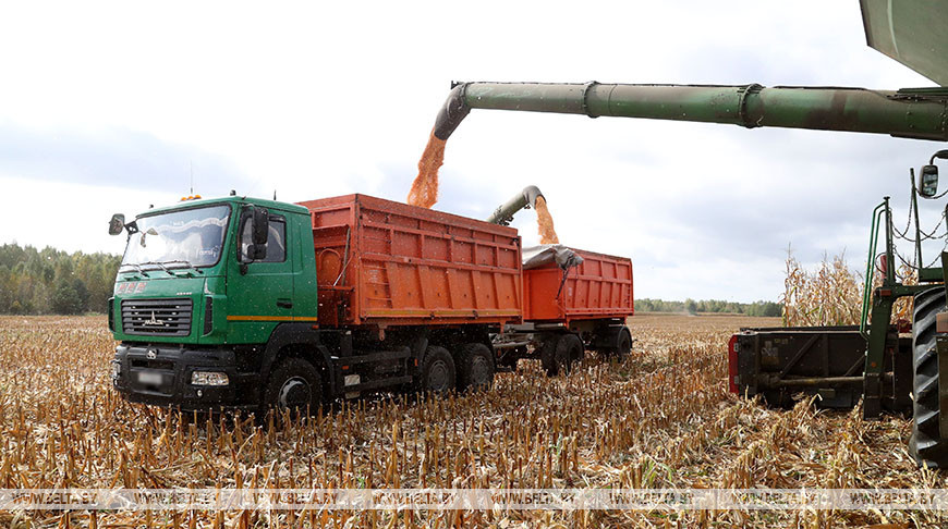 В ЗАО "Серволюкс Агро" Могилевского района идет уборка кукурузы