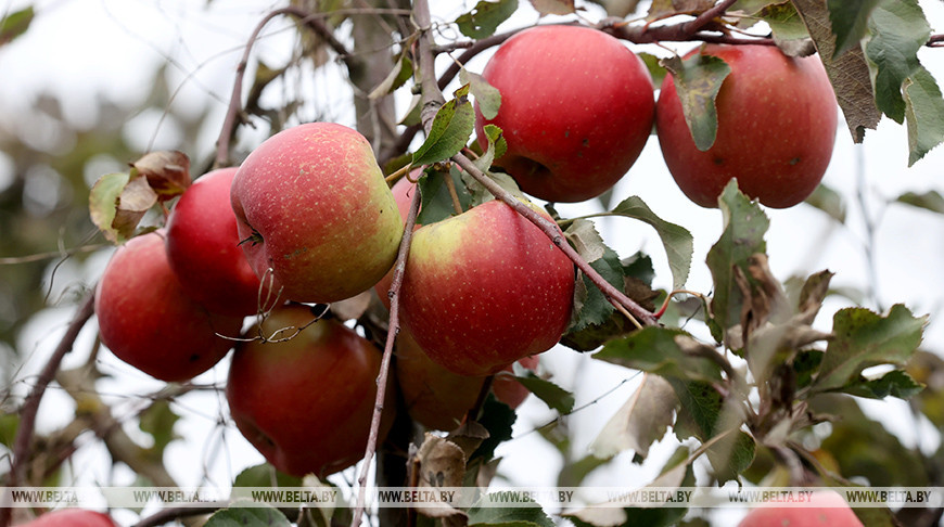 Около 300 тонн яблок из брилевского сада заложили на хранение в Гомельском районе