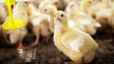 Птичник для выращивания цыплят-бройлеров почти на 60 тыс. мест открыли в "Заре" Мозырского района