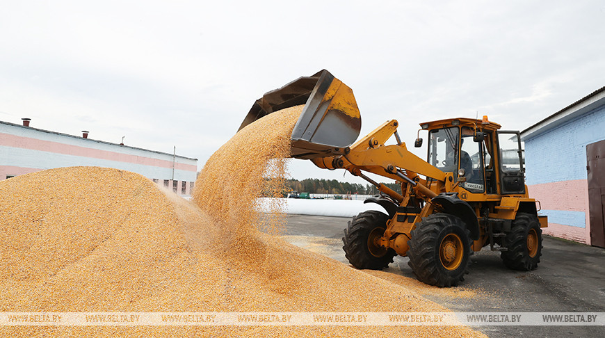 В Мозырском районе завершается уборка кукурузы на зерно
