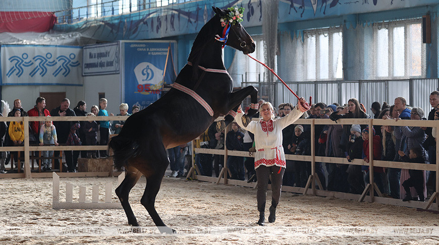 Выставка-шоу лошадей "Осень-2023" прошла в Минске