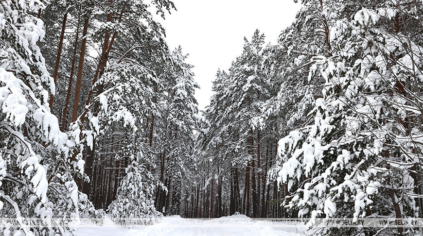 Зимний лес в Бешенковичском районе