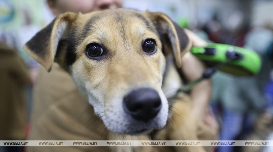 В Минске прошла акция "Happy шанс" по поиску хозяев для бездомных животных