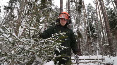В лесхозах Шкловского района идет заготовка елок