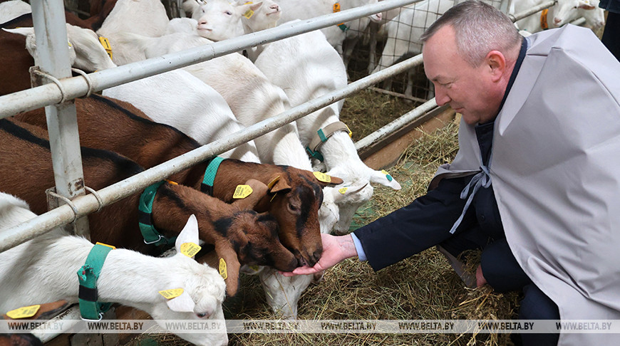 В Могилевском районе планируют увеличить поголовье племенных коз