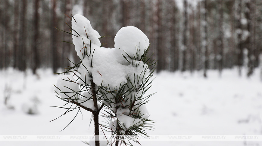 Зимний лес в Минском районе