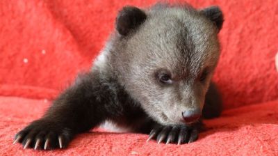 Медвежонок Добрыня поселился в Витебском зоопарке 