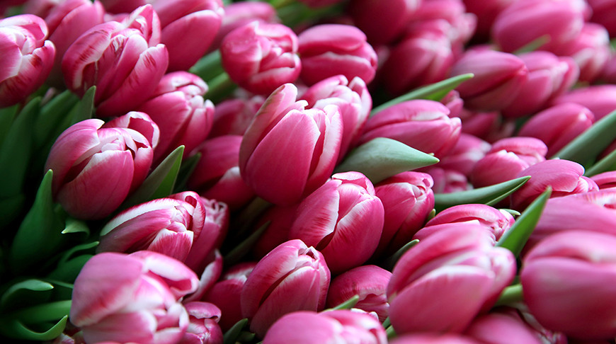 Около 70 тыс. тюльпанов вырастили к женскому празднику борисовские лесоводы