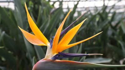 Цветок "райская птица" в теплице Гомеля