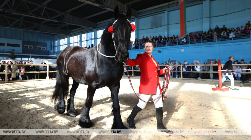 Выставка-шоу лошадей "Весна-2024" прошла в Минске