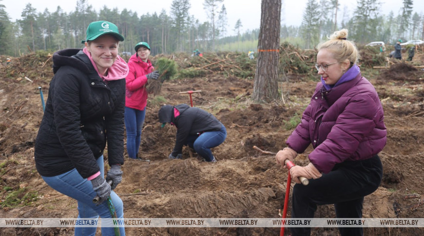 Команда БЕЛТА помогла восстановить лес в Столбцовском районе