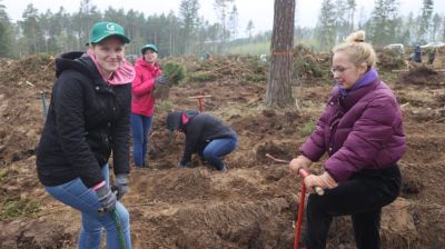 Команда БЕЛТА помогла восстановить лес в Столбцовском районе