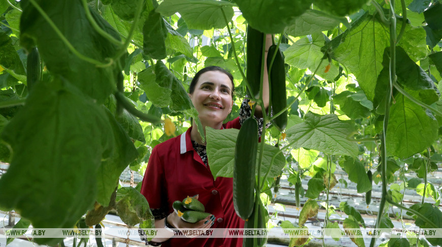 В тепличном хозяйстве Могилевского района собирают урожай овощей и зелени