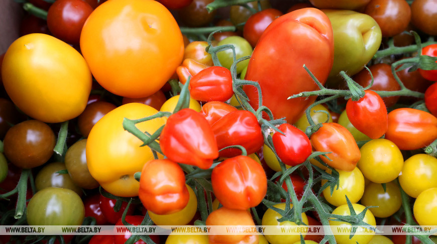 Первый в этом году урожай помидоров собирают в Кировском районе