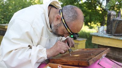 Пчеловод из Гродно превратил хобби в семейное дело