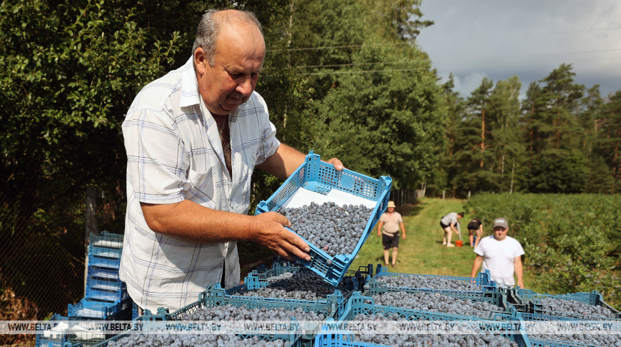 В СПК "Прогресс-Вертелишки" собирают урожай голубики