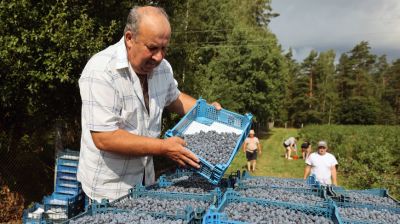В СПК "Прогресс-Вертелишки" собирают урожай голубики