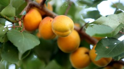 Сезон абрикосов в Гродненской области