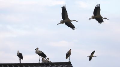 Аисты облюбовали крышу здания в Свислочском районе