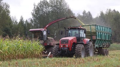 К уборке кукурузы на силос приступили в Витебской области