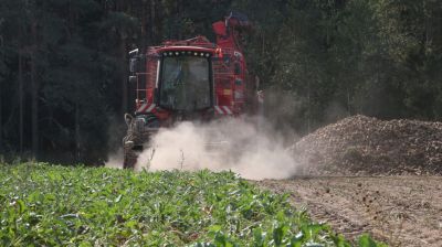 В Могилевском районе начали уборку сахарной свеклы