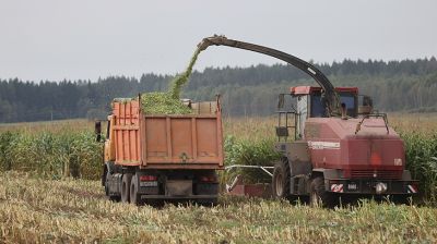 Пополнение кормовой базы. Все хозяйства Лепельского района заняты на уборке кукурузы