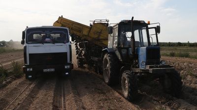 В Могилевском районе приступили к уборке картофеля