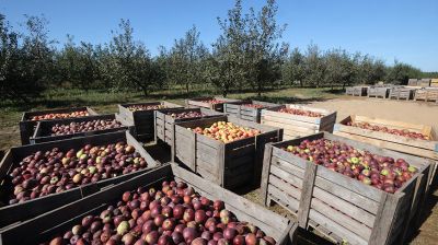 Более 1,76 тыс. тонн овощей и 100 тонн яблок заложит в стабфонд ОАО "Рассвет им.К.П.Орловского