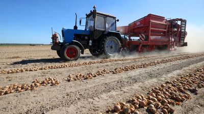 В Могилевской области идет уборка и закладка плодоовощной продукции в стабилизационный фонд