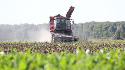 Уборка сахарной свеклы ведется в Столинском районе