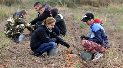 Студотряд помогает в уборке овощей в Могилевском районе