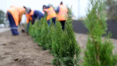 Благоустройство города. Более 24 тыс. деревьев будет высажено в Бресте