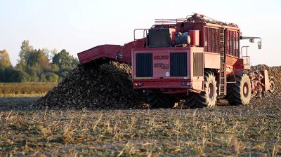 В Брестском районе завершают уборку картофеля и сахарной свеклы