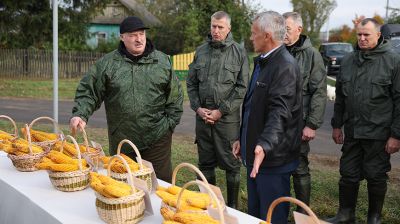 Лукашенко ознакомился с результатами эксперимента по возделыванию кукурузы разных сортов