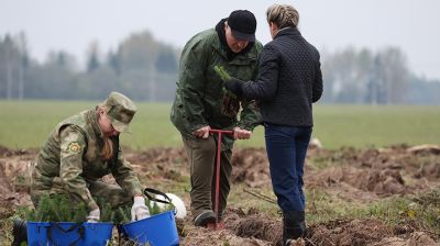 Лукашенко дал старт республиканской акции по восстановлению леса, пострадавшего после стихии