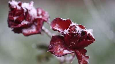 В Гродно пришел первый снег  