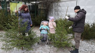 В Беларуси проходят елочные базары