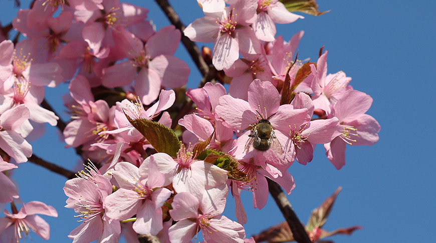 В Гродно цветет сакура