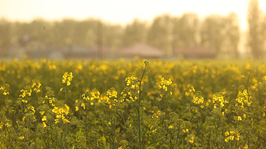Цветение рапса в Брестской области